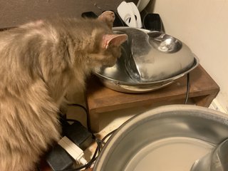 猫について何でもどうぞ【ねこ総合】