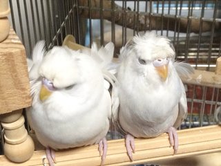 鳥好きさん、いませんか？