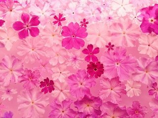 上から桜を見る会