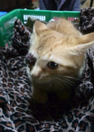 猫について何でもどうぞ【ねこ総合】