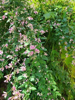 よし ID無しで和気あいあい再び