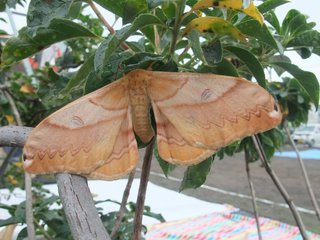 大鶴義丹、北海道移住3カ月で撤退「家の周りにヒグマ」「12センチの蛾」…「ナメてました」