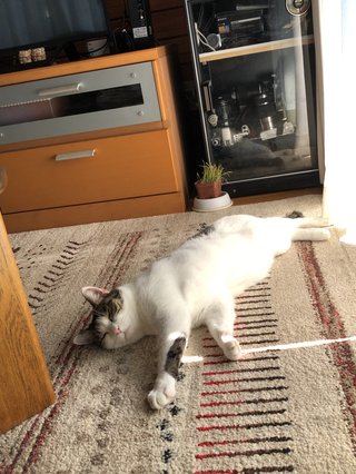 ママスタ、画像がうまく表示されなくないですか？