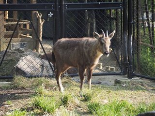 国内最後のゴーラルが死ぬ　京都市動物園  