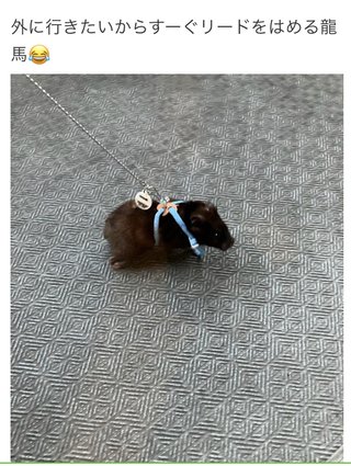 双子の りんか あんな ちゃん