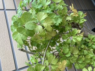 &#x{11:F9E6};&#x{11:F9E6};ガーデニング好きな方【情報交換】&#x{11:F9E6};&#x{11:F9E6};