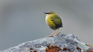 NZ鳥コンテスト、イワサザイが優勝 カカポ外しで物議も