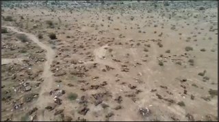 インドで ワクチン接種後、5万7千頭の牛が突然死？地元では 「臭いがキツイ」