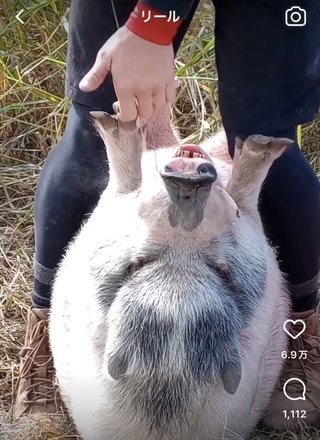 この豚なにされてるの？