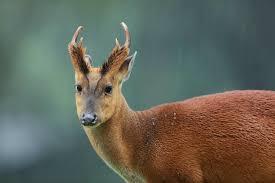 千葉って人とキョン、どちらが多いの？