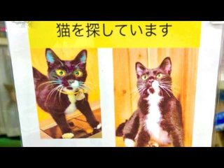 YouTuberタイピー、飼い猫「行方不明」はウソ？「探してます」呼びかけも発見済で非難殺到
