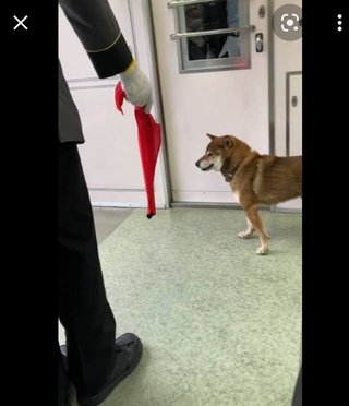 小田急線で車両に犬　散歩中に逃げ出し…駅員かまれる　鶴巻温泉駅