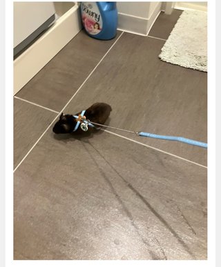 双子の りんか あんな ちゃん