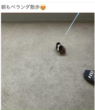 双子の りんか あんな ちゃん