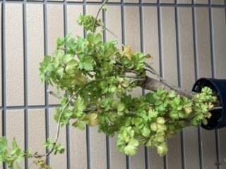 &#x{11:F9E6};&#x{11:F9E6};ガーデニング好きな方【情報交換】&#x{11:F9E6};&#x{11:F9E6};