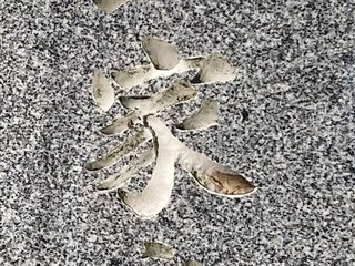 墓の「家」にカエルが住みついて1か月半　毎朝の墓参りで発見、亡き父かな？ 