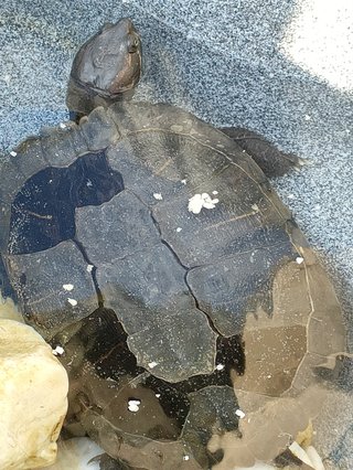 &#x{11:F8E2};なんでもいｰから&#x{11:F8E2};