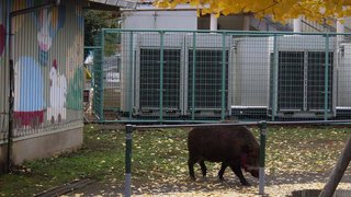 【神奈川】秦野でイノシシ出没、２人けが　イオンなどに逃走も捕獲