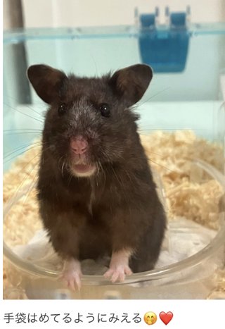 双子のりんかあんなちゃん