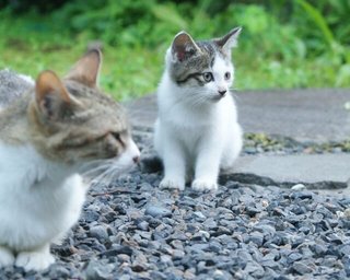野良猫に餌やりは身勝手だと言うけど