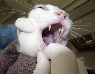 ネコのコロナ症例、初報告　北海道の獣医師、論文発表