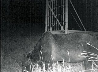 闇夜に紛れ牛６５頭襲う、北の大地で神出鬼没「ＯＳＯ１８」…ワナすり抜け「人間の考え読んでる」