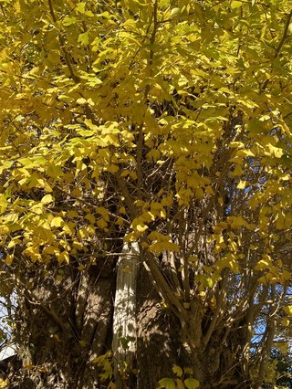 ミ☆馴れ合いのなんでも語れるトピ☆ミ