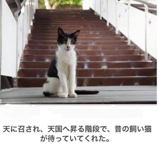 解りやすいウソをつけ