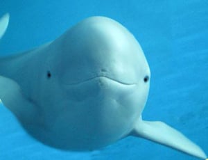 イラッとくるCM