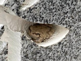 墓の「家」にカエルが住みついて1か月半　毎朝の墓参りで発見、亡き父かな？ 