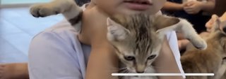 このYouTuber猫動画は酷い？