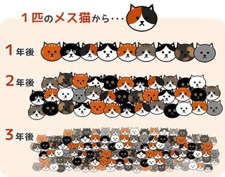 猫180匹多頭飼育崩壊はなぜ起きた