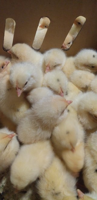 今日の予定おしえてー