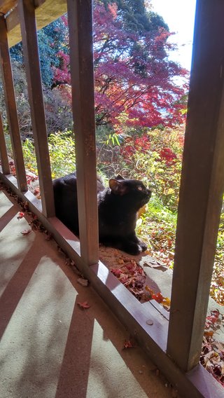 &#x{11:F8E2};なんでもいｰから&#x{11:F8E2};