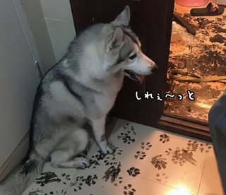 室内犬って綺麗好きの人は飼えないよね？