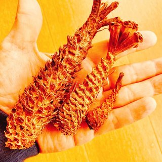 「森のエビフライ」今年も食べ放題　拾い放題！？