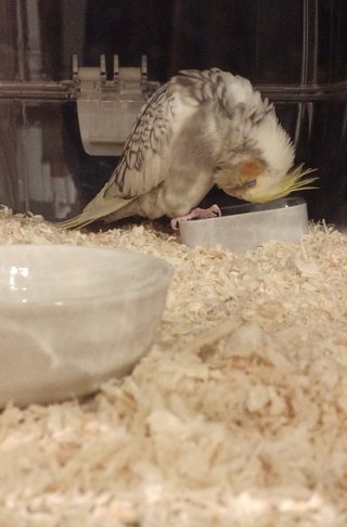 鳥好きさん、いませんか？