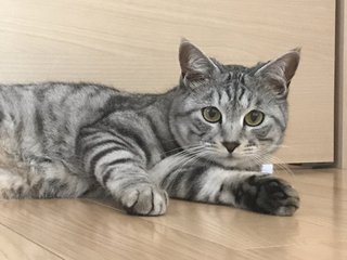猫がみたい