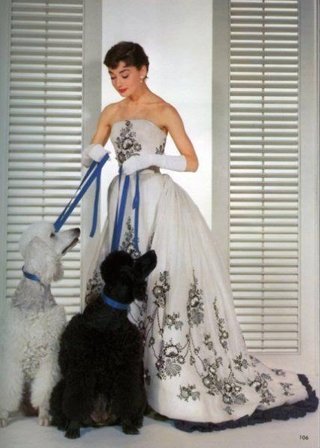 シェパード犬くらいの大きさのプードルを見た