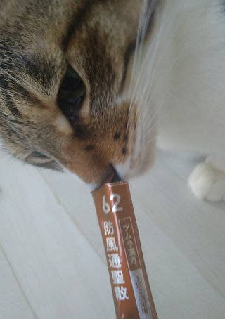 猫って漢方薬好きなの？