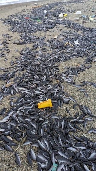 【新潟】海岸に打ち上げられた大量の…フグの死骸　触れないよう注意呼びかけ