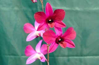 新種のラン「キシダフミオ」が初公開　シンガポールで友好記念に誕生