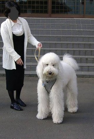 シェパード犬くらいの大きさのプードルを見た