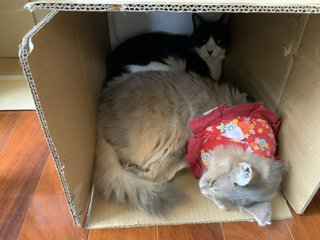 猫がみたい