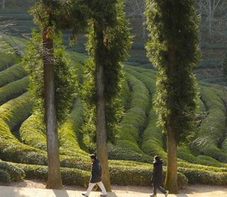 韓国「韓国こそ茶道の起源｡その証拠に日本には"茶道"という地名がない｣