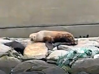 家で女房が太ってテレビの前に寝てケツをかきながら屁を垂れてたらどうする？