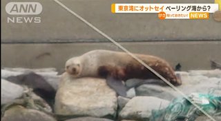 クジラっちの次は東京湾にオトっちがきたって