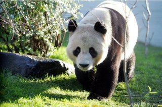 英スコットランド、パンダのつがいを中国に返還へ