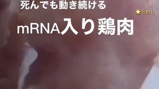 mRNAワクチンを打った鶏は数ヶ月後肉片になっても組織がずっと動いていました