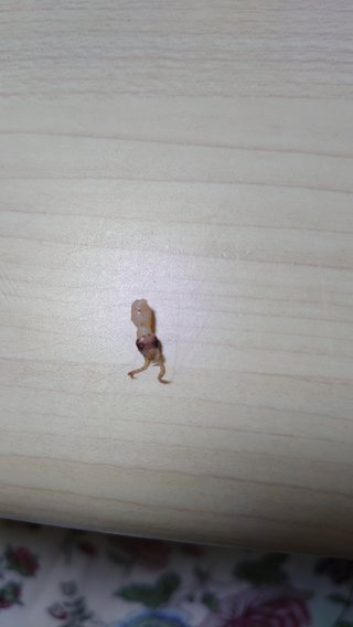 &#x{11:F8E2};なんでもいｰから&#x{11:F8E2};